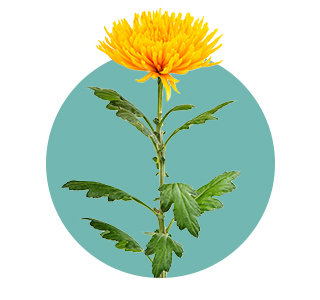 Chrysanthellum